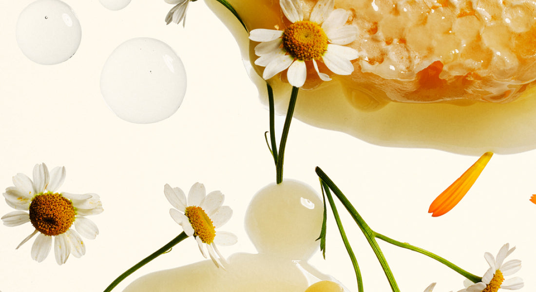 Close-up of a chamomile with white flowers and green leaves on a white background