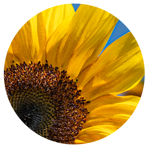 Sunflower Close Up Image