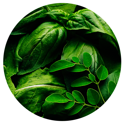 <span style="font-family:'FeatureDisplay Extralight Web'; font-size:30px;">Super Greens Blend
</span>